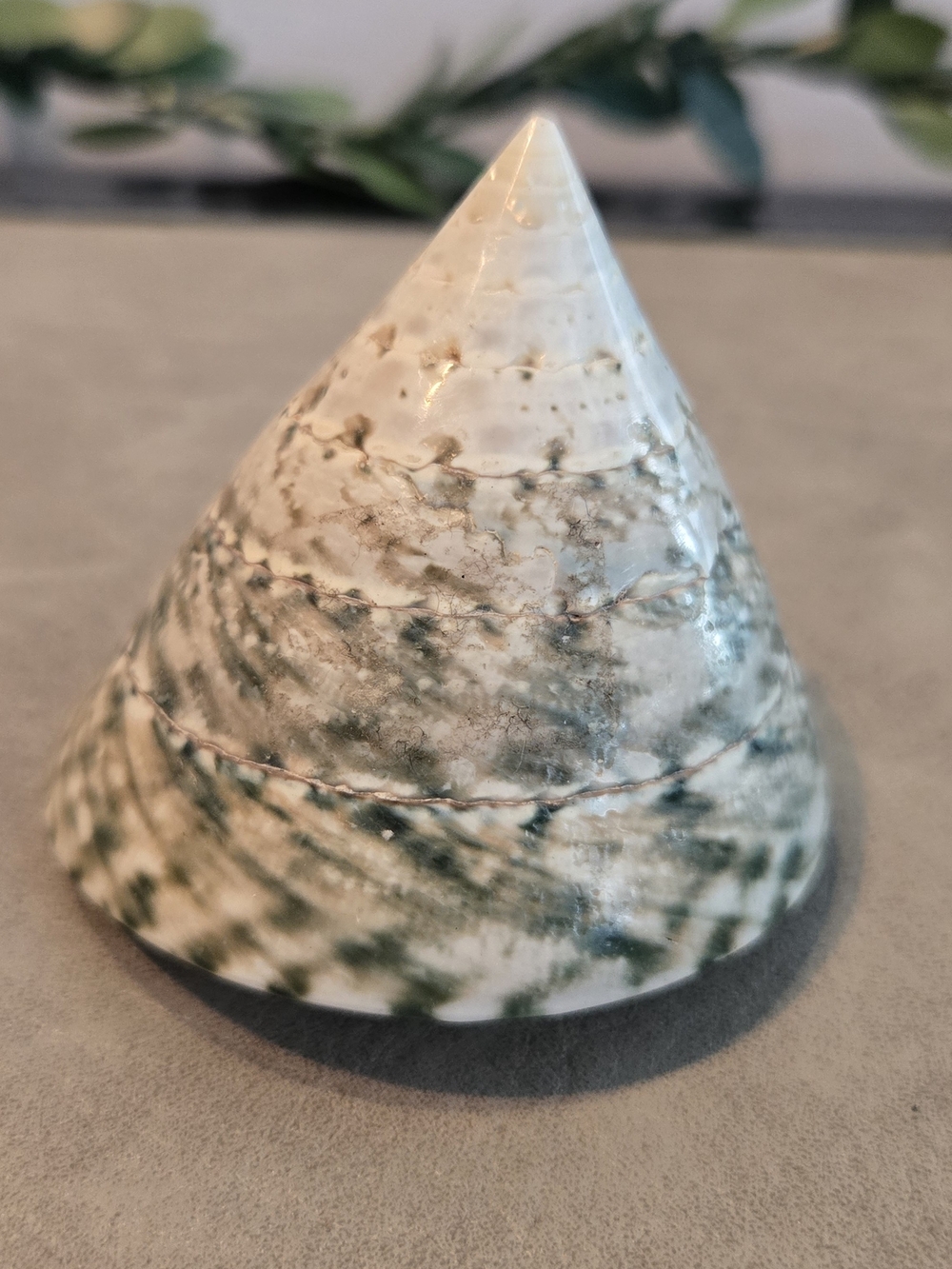 🐚 Natural Green Turban Shell | Turbo Marmoratus | Mottled Grey-Green